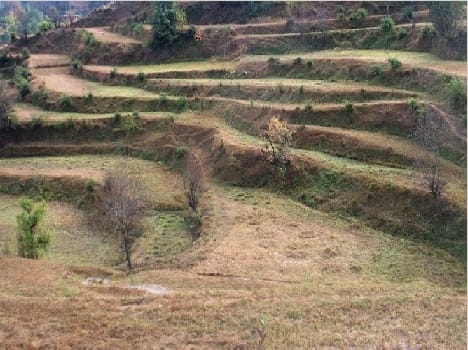 Pigs, monkeys havoc on crops